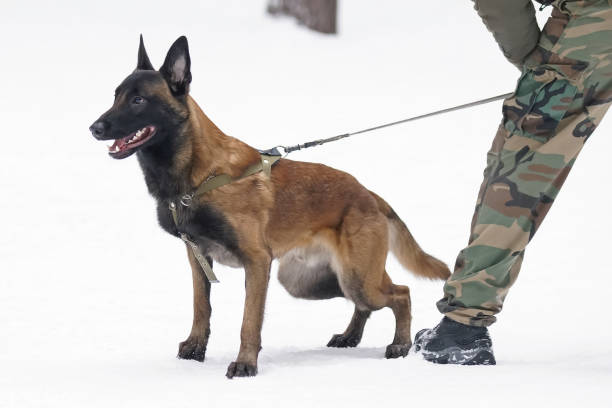 Army Dog